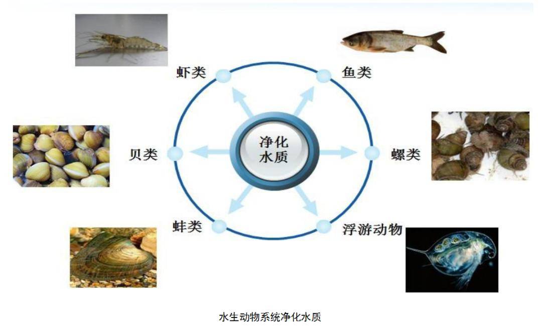 完美体育官网百切切工程｜“会呼吸”的生态景观湖！社区住户息闲好行止(图1)