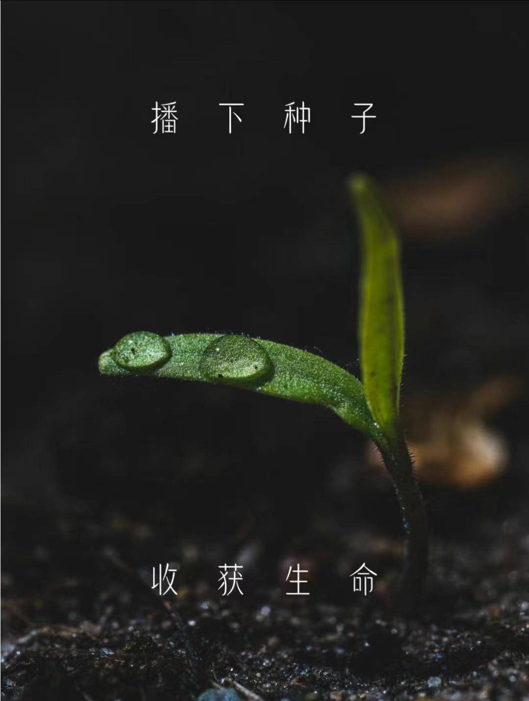 完美体育官网植树节【手植绿意春意盎然】(图1)