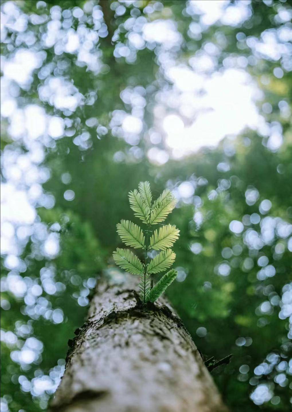 完美体育官网植树节【手植绿意春意盎然】(图2)