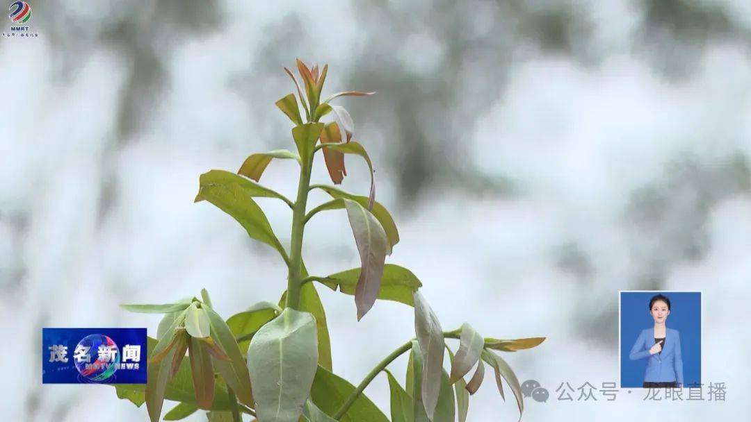 绿化变绿美！茂名干群协完美体育官网力植树超32万株(图2)